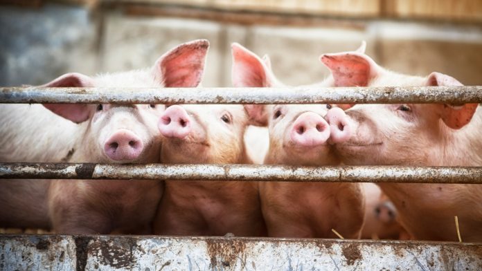 LAS 2242 Swine Production &amp; Management - 2023