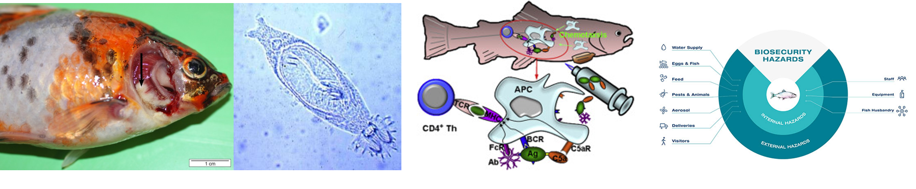AQF 2232 Aquatic Patho-biology &amp; Health Management - 2022
