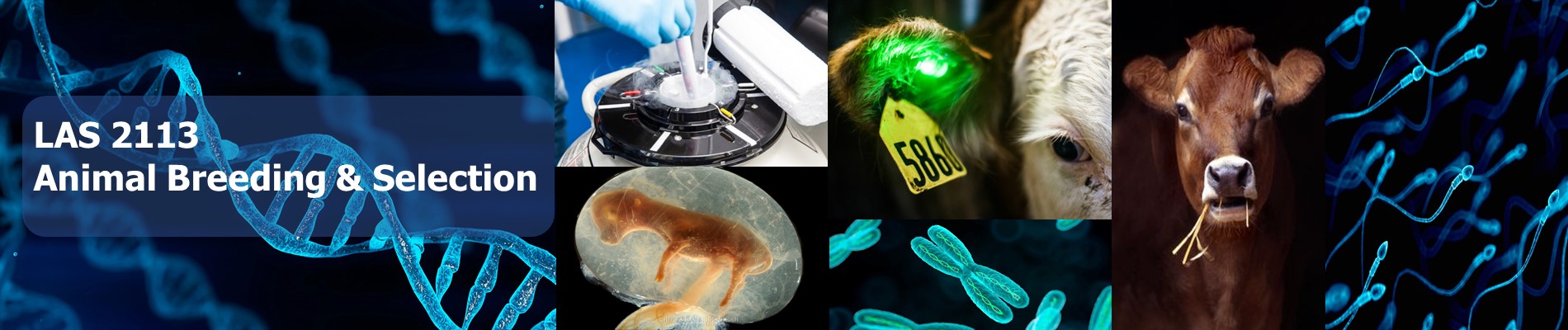 LAS2113 - Animal Breeding &amp; Selection