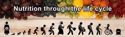 HNT1132 - Lifecycle Nutrition