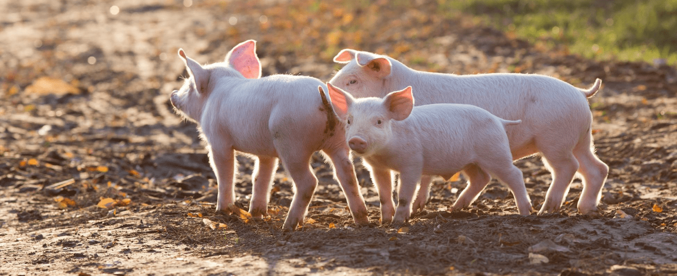LAS 2242 - Swine Production &amp; Management