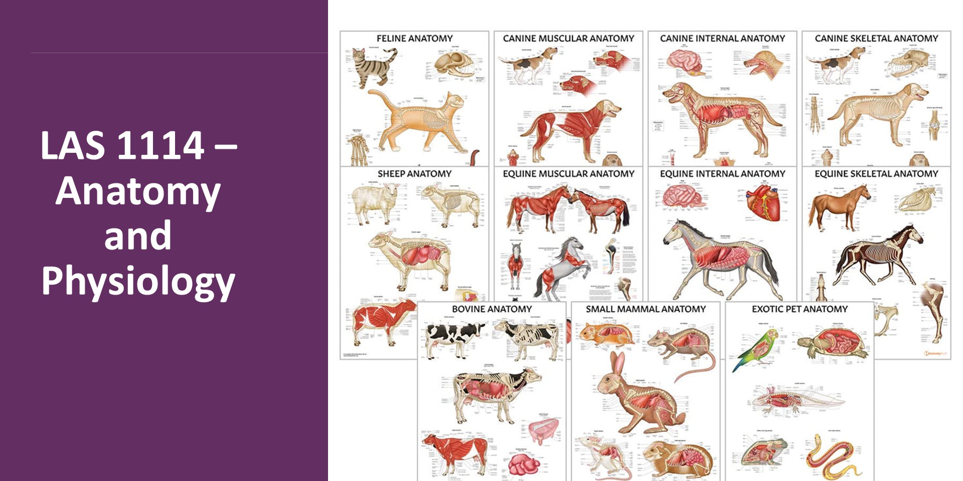 LAS 1114 - Anatomy &amp; Physiology